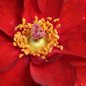 Na spletni nakup vrtnice - Rdeča - Mini - pritlikave vrtnice     - Vrtnica brez vonja - Rosa Libán - Márk Gergely - Njena lepa barva cvetov vam lahko daje temnejše ozadje za bolj svetlo rdeče, rdeče, rumenkasto ali rumene cvetove.
